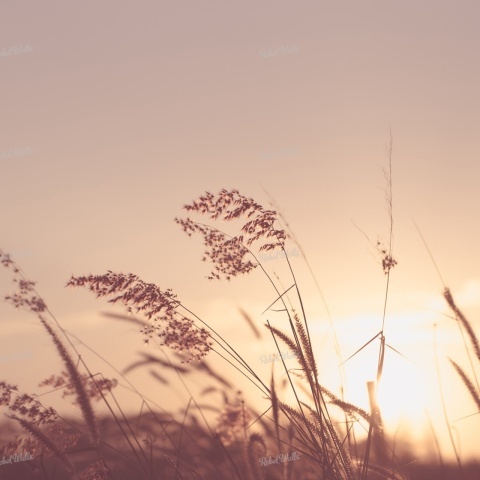 Fototapet, Pink Sunset, Rebel Walls - Img 2
