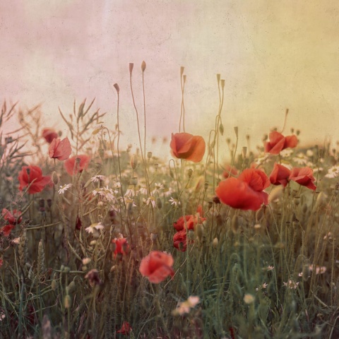 Fototapet, Poppy Field, Dawn, Rebel Walls - Img 2