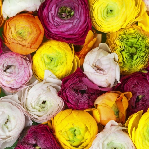 Fototapet, Ranunculus, Rebel Walls - Img 2