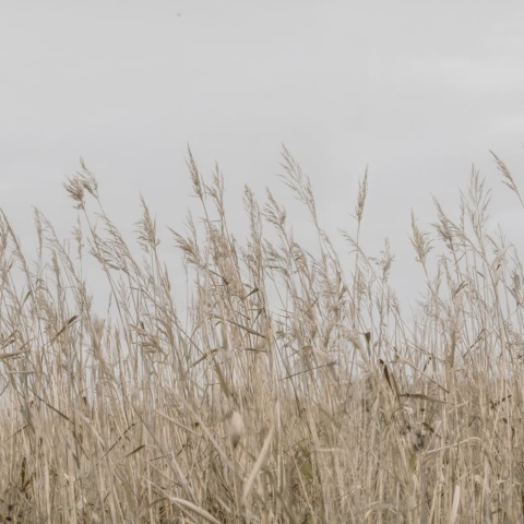 Fototapet, Reed Meadow, Beige, Rebel Walls - Img 2