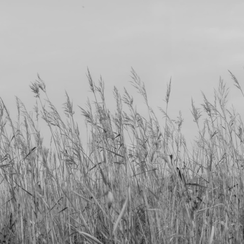 Fototapet, Reed Meadow, Gray, Rebel Walls - Img 2