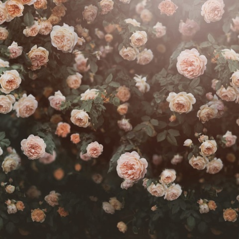 Fototapet, Regal Rose, Apricot, Rebel Walls - Img 2