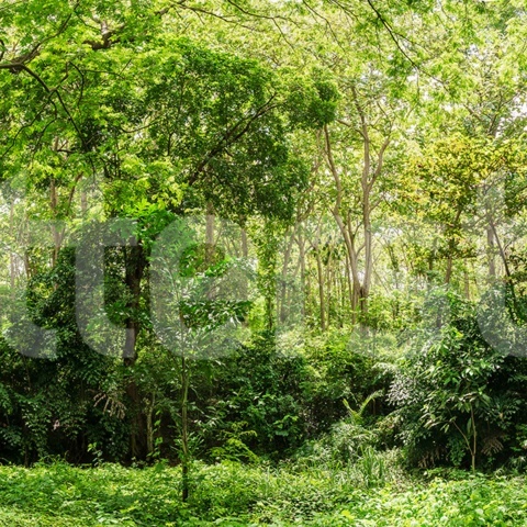 Fototapet, Summer Forest, Green, Rebel Walls - Img 2