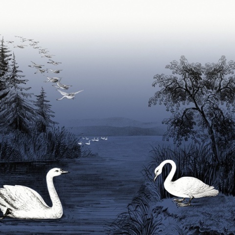Fototapet, Swan Lake, Nightfall, Rebel Walls - Img 2