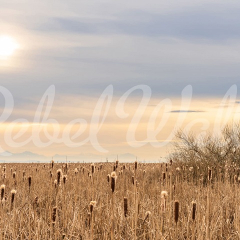 Fototapet, Thundra, Rebel Walls - Img 2