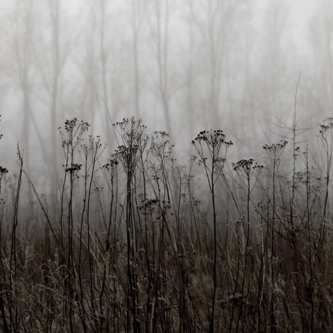 Fototapet, Autumn Haze, Black &amp; White, Rebel Walls - Img 2