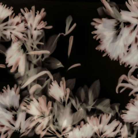 Fototapet, Blurry Honeysuckle, Dark, Rebel Walls - Img 2