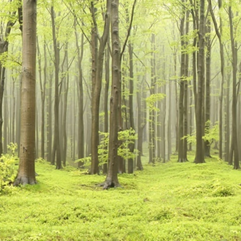 Fototapet, Deciduous Forest, Rebel Walls - Img 3