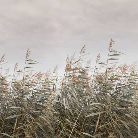 Fototapet, Dreamy Reed, Beige, Rebel Walls - Img 2