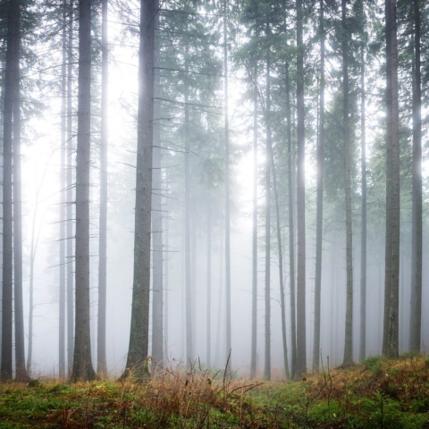 Fototapet, Forest Glade, Rebel Walls - Img 3