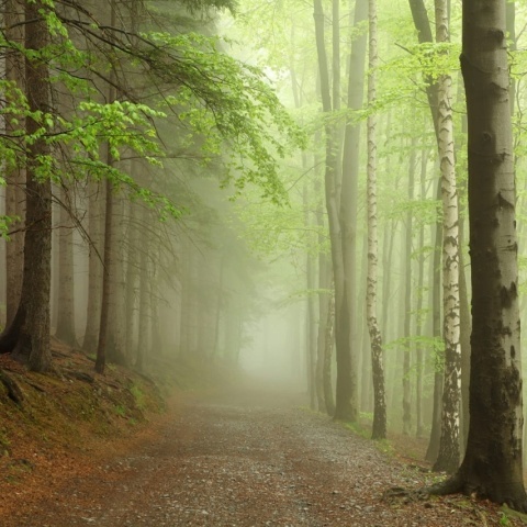 Fototapet, Forest Path, Rebel Walls - Img 2