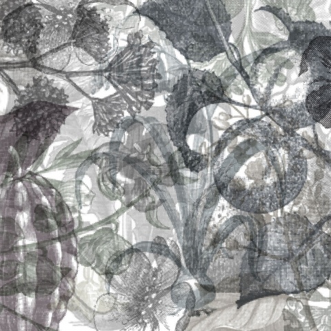 Fototapet, Jelly Belly Plants, Black &amp; White, Rebel Walls - Img 2