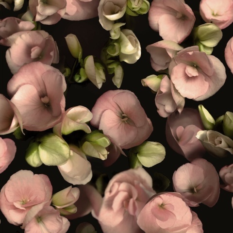 Fototapet lavabil, Begonia 9501W - Img 3