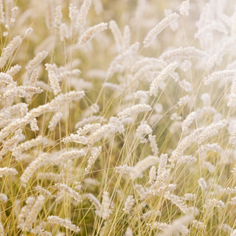 Fototapet, Lay in the Hay, Rebel Walls - Img 5