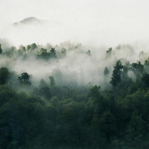 Fototapet, Misty Woodland, Green, Rebel Walls - Img 2