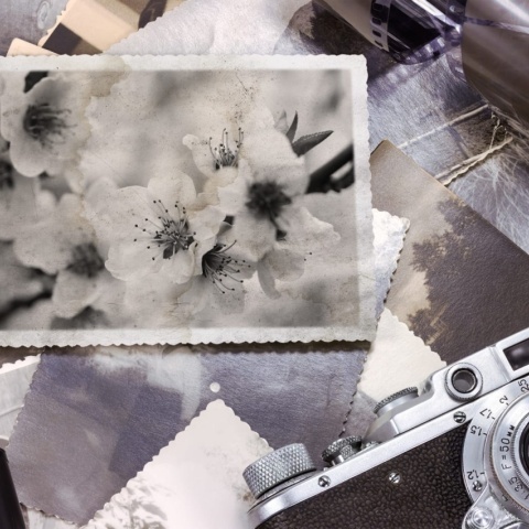 Fototapet, Snapshot Memories, Rebel Walls - Img 2