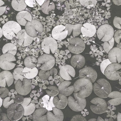 Fototapet, Water Lilies, Black &amp; White, Rebel Walls - Img 2