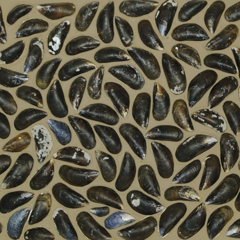 Panou decorativ 3D, Scoici, Dutch Dyke Colored, 100x100 cm - Img 1