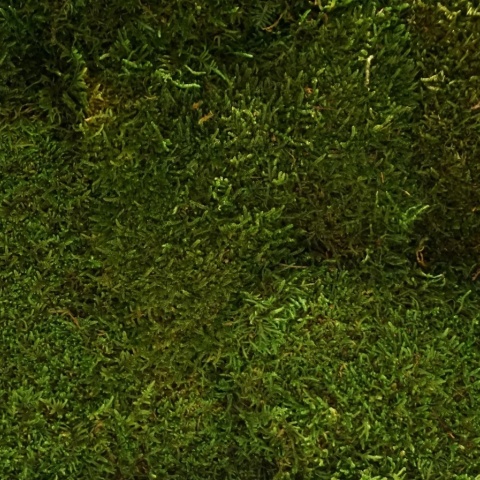 Panou decorativ din muschi, Staloluokta Flatmoss Moss Green - Img 5