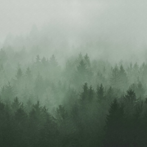 Fototapet, Cloudy Forest, Green, Rebel Walls - Img 2