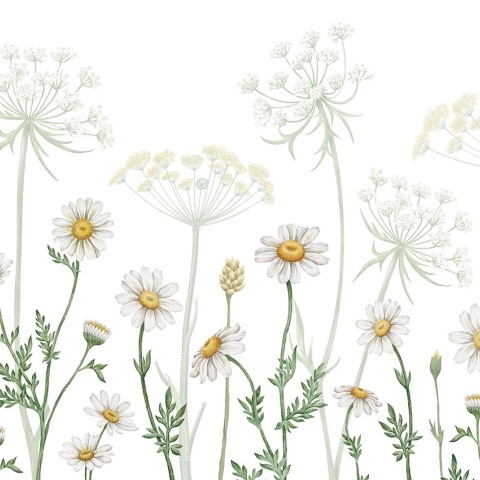 Fototapet Field of Daisies, Kikki Belle - Img 2