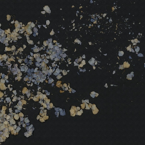 Fototapet, Fragile Beauty, Dark Blue, Rebel Walls - Img 2