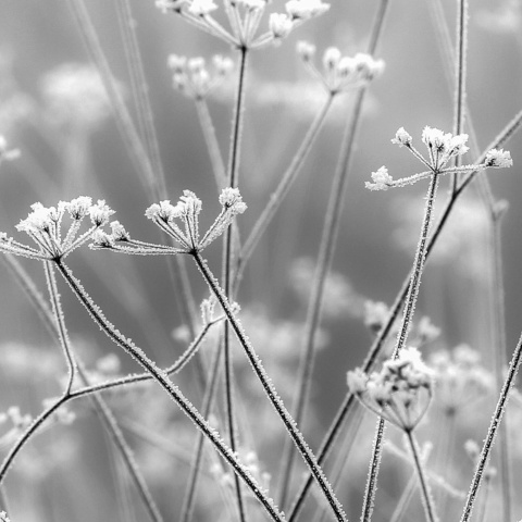 Fototapet, Frosty Straw, Rebel Walls - Img 3