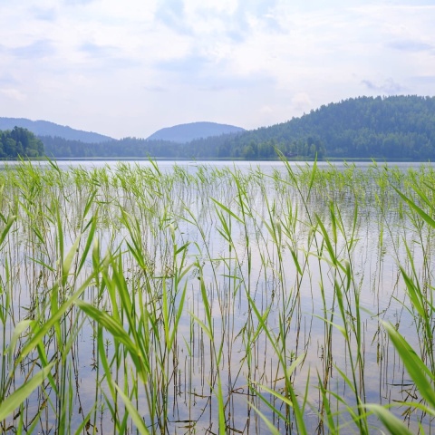 Fototapet, Paddy Field, Green, Rebel Walls - Img 2