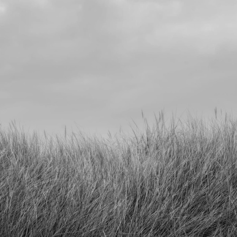 Fototapet, Scandinavian Reed, Black &amp; White, Rebel Walls - Img 2