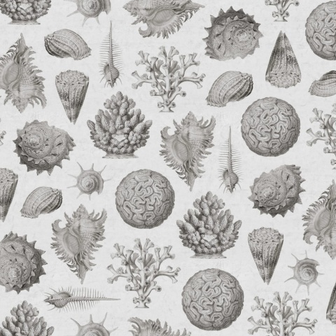 Fototapet, Seashells, Clay, Rebel Walls - Img 5