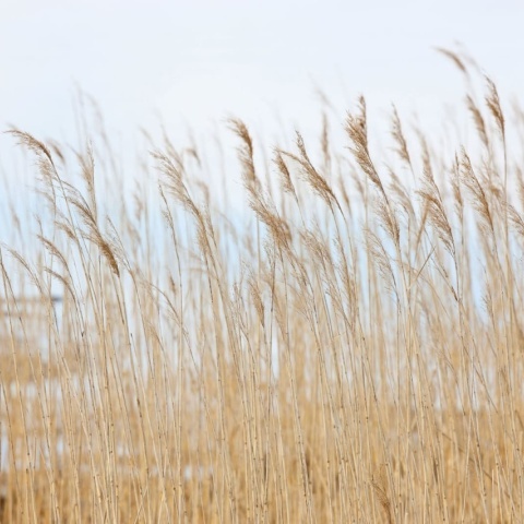 Fototapet, Swaying Wheat, Rebel Walls - Img 2