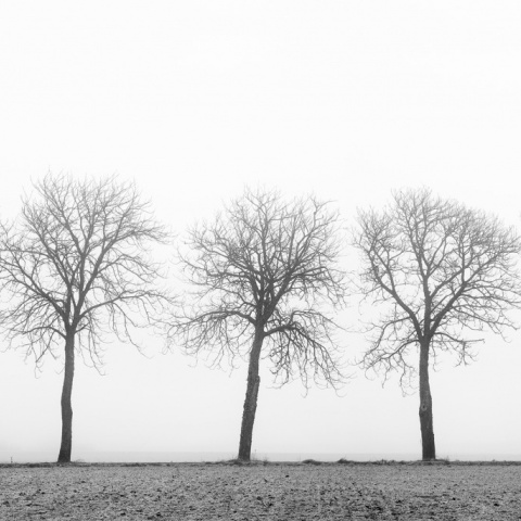 Fototapet, Tree Soldiers, Rebel Walls - Img 2