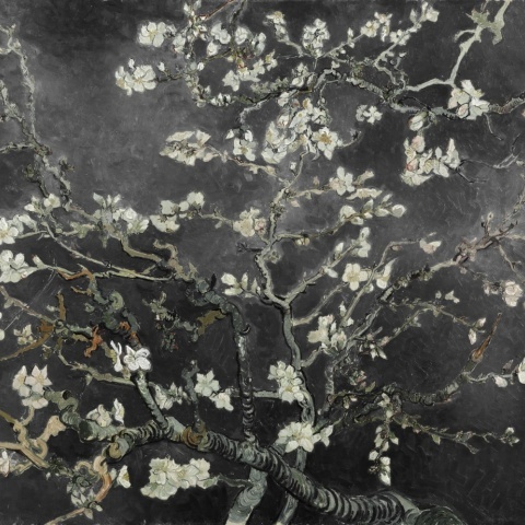 Fototapet, Almond Blossom, Black, Rebel Walls - Img 2