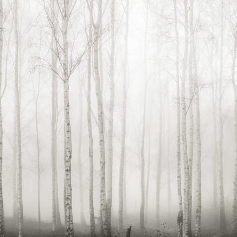 Fototapet, Birch Fog, White, Rebel Walls - Img 2