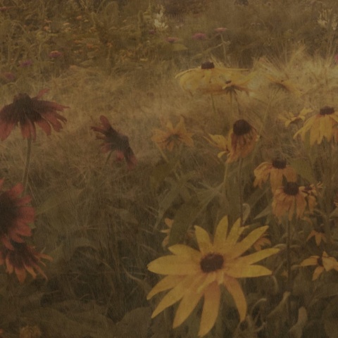 Fototapet, Dreamy Rudbeckia, Vintage, Rebel Walls - Img 2