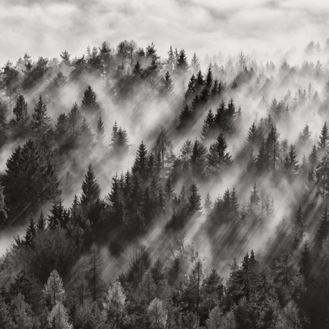 Fototapet, Foggy Forest, Rebel Walls - Img 4