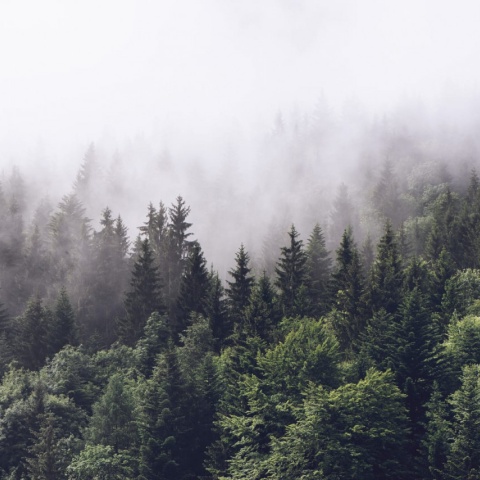 Fototapet, Misty Fir Forest, Rebel Walls - Img 6