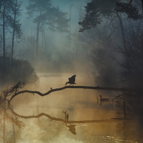 Fototapet, Morning Lake, Rebel Walls - Img 4