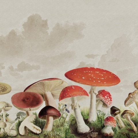 Fototapet, Mushrooms, Color, Rebel Walls - Img 2