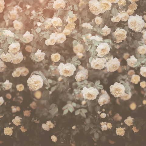 Fototapet, Regal Rose, Vintage, Rebel Walls - Img 5