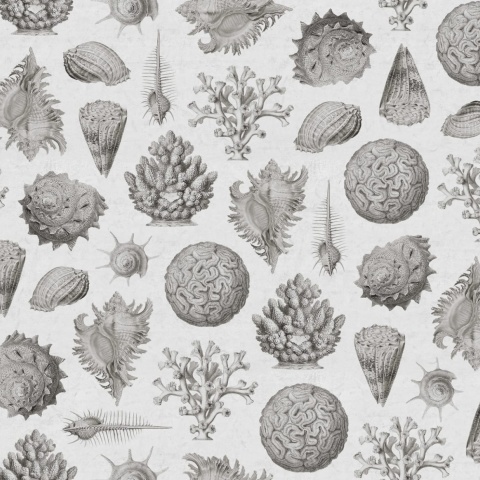 Fototapet, Seashells, Clay, Rebel Walls - Img 2