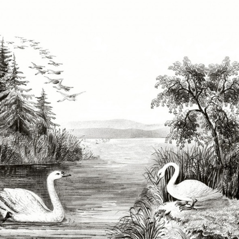 Fototapet, Swan Lake, Rebel Walls - Img 5