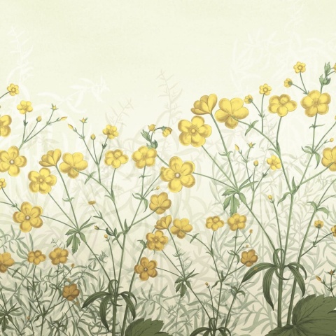 Fototapet, Vintage Buttercups, Yellow, Rebel Walls - Img 2