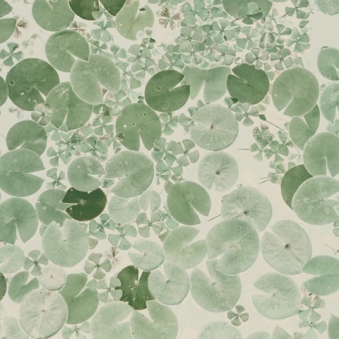 Fototapet, Water Lilies, Light Green, Rebel Walls - Img 2