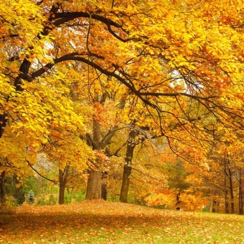 Fototapet, Yellow Leafy Trees, Rebel Walls - Img 2