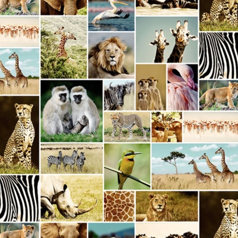 Fototapet, Africa, Rebel Walls - Img 2