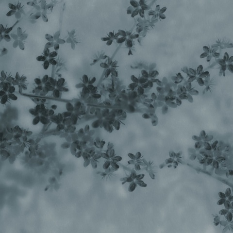 Fototapet, Apple Bloom, Blue, Rebel Walls - Img 2