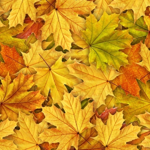 Fototapet, Autumn Leaves, Rebel Walls - Img 2