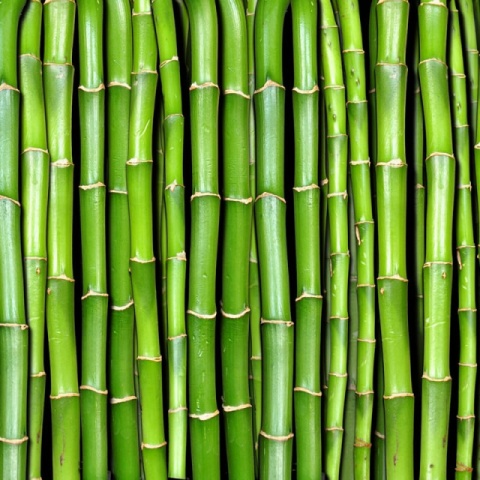 Fototapet, Bamboo, Rebel Walls - Img 5