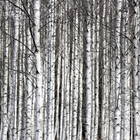 Fototapet, Birch Trunks, Rebel Walls - Img 5